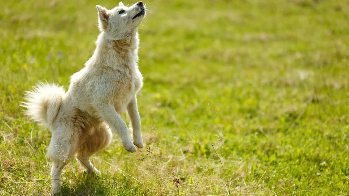 dog, trick, bounce, pet, animal, rack