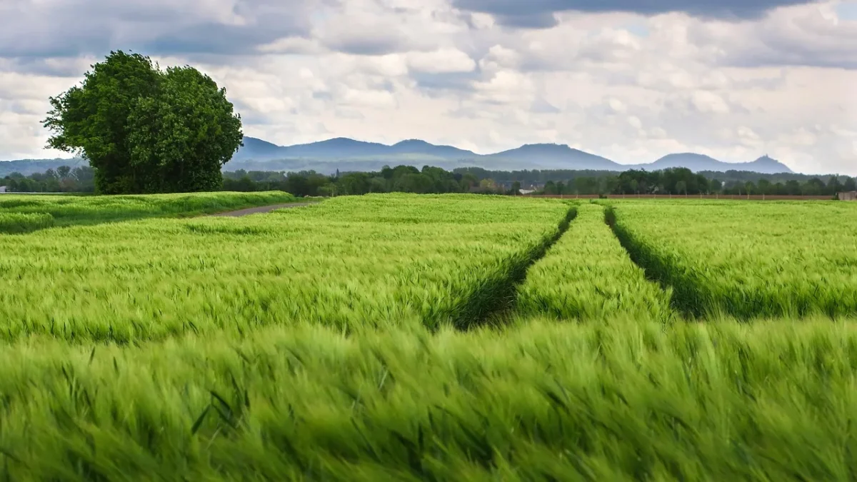field, agriculture, track, mountains, fields, grain, tire track, driving lane, landscape, heaven, nature, cultural lands